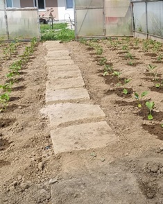 Polytunnel