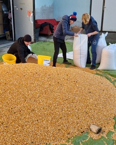 Harvesting maize